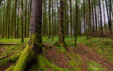 mossy-spruce-forest-trees-2023-11-27-04-58-34-utc.jpg