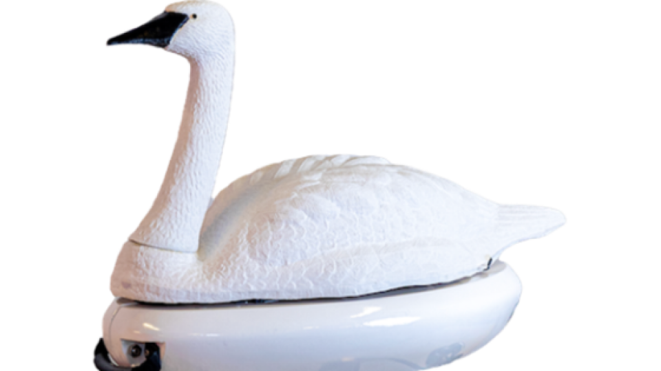 swan.png