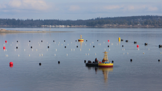 ph-sensors-for-experimental-kelp-farm-aquaculture.png